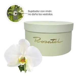 Corsage con Orquídea Phaleonopsis