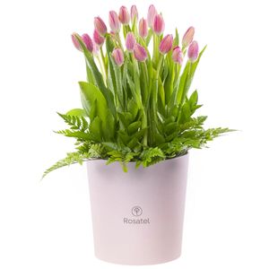 Sombrerera Rosada Grande con 20 Tulipanes y Follaje