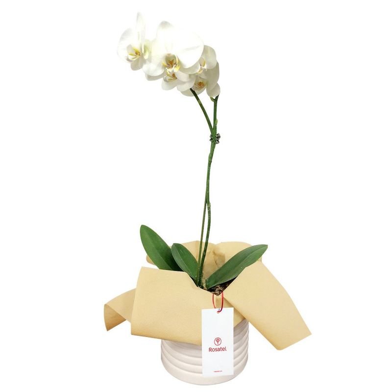 planta-orquidea-phalaenopsis-blanca-con-tul-natural