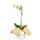 Regala flores planta orquídea phalaenosis blanca con tul natural Rosatel