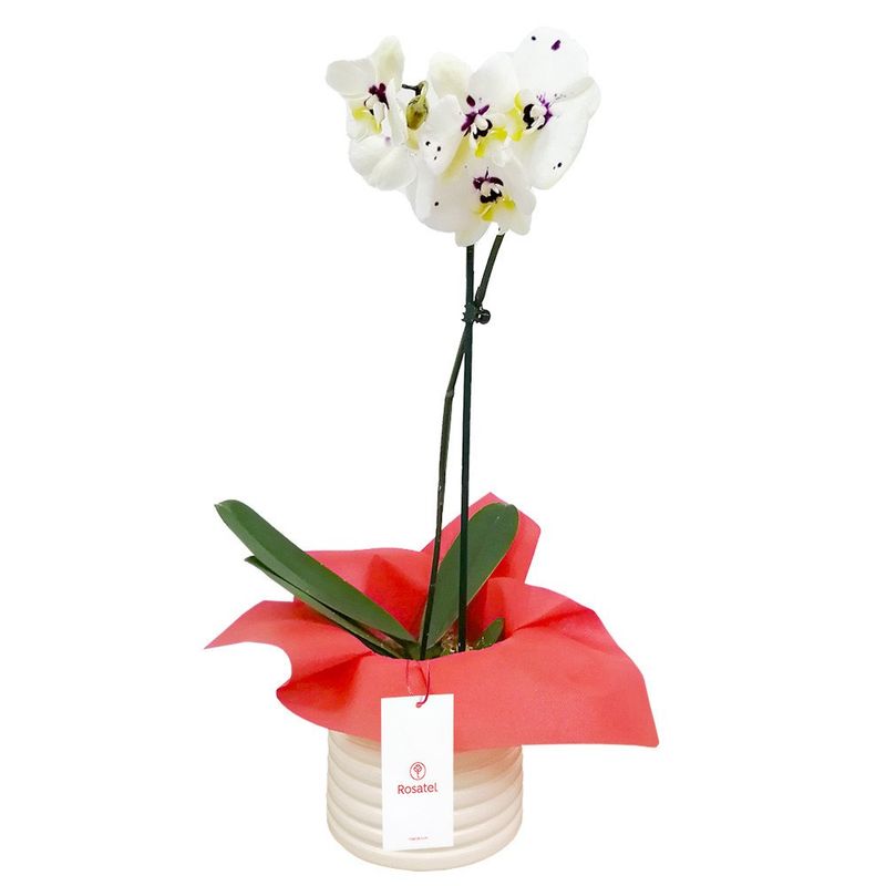 planta-orquidea-phalaenopsis-con-tul-rojo
