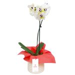 planta-orquidea-phalaenopsis-con-tul-rojo