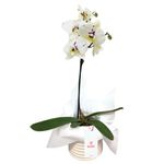 planta-orquidea-phalaenopsis-con-tul-blanco