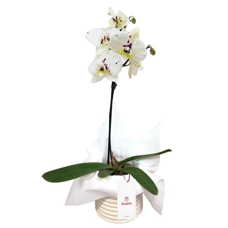 planta-orquidea-phalaenopsis-con-tul-blanco