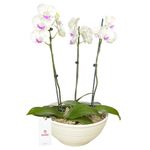 planta-orquidea-phalaenopsis-3-varas-en-base-blanca