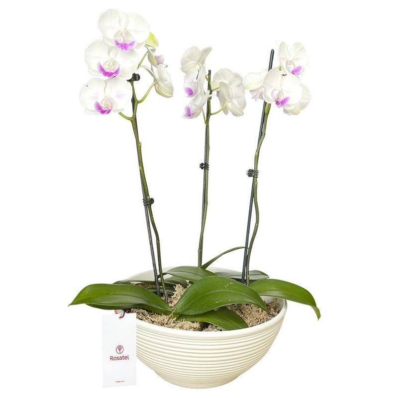 planta-orquidea-phalaenopsis-3-varas-en-base-blanca