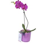 planta-orquidea-phalaenopsis-en-base-lila