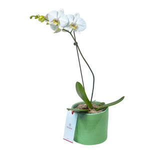 Planta Orquídea Phalaenopsis en Base Verde