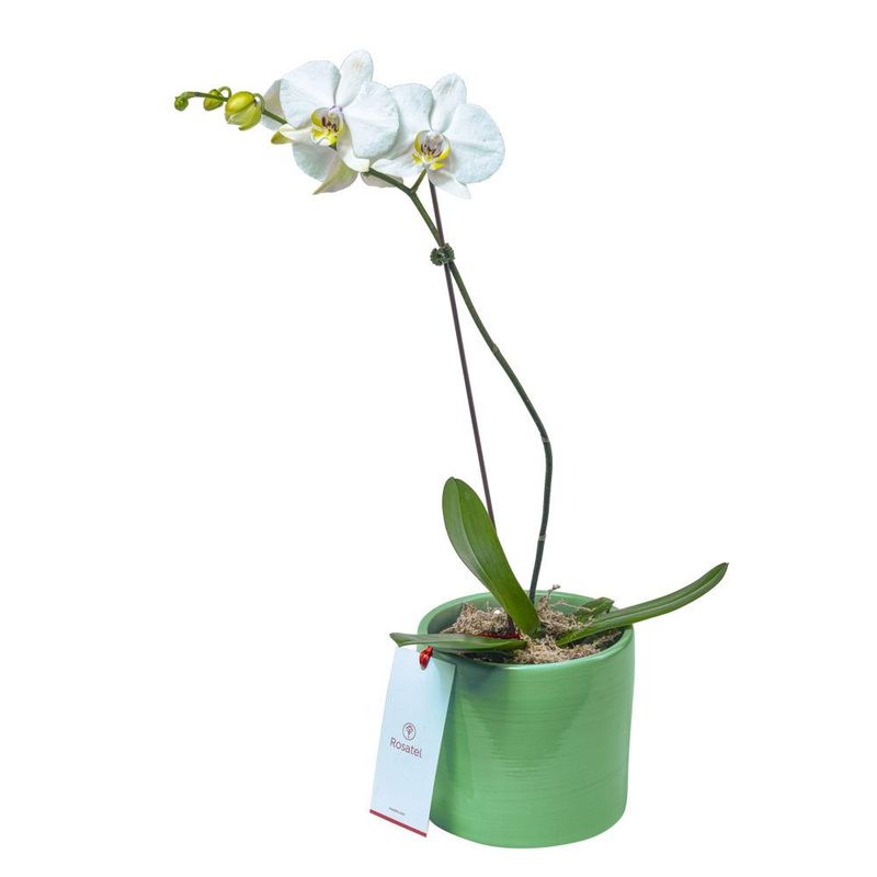 planta-orquidea-phalaenopsis-en-base-verde