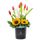 Flores 6 tulipanes naranja con borde amarillo en sombrerera negra mediana Rosatel