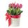 Sombrerera crema mediana con cinta roja y 10 tulipanes blancos Rosatel
