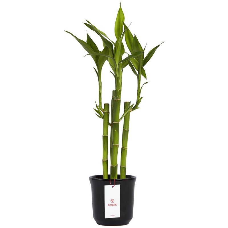 base-ceramica-con-5-varas-de-bambu