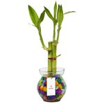 base-de-vidrio-con-3-varas-de-bambu