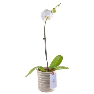 Planta Orquídea Phalaenopsis en Base Beige
