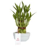 base-ceramica-con-20-varas-de-bambu
