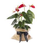 planta-de-anturios