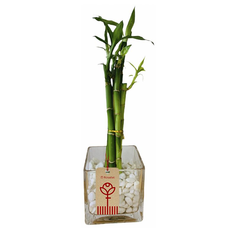 bambu-de-5-varas-con-piedras-blancas