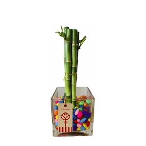 Bambú de 5 varas y Piedras de Colores