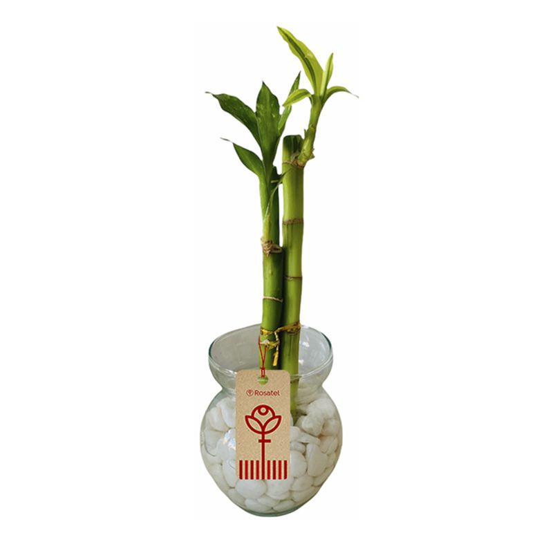 bambu-de-3-varas-y-piedras-blancas