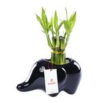 base-ceramica-elefante-con-7-varas-de-bambu