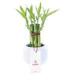 base-ceramica-blanca-con-7-varas-de-bambu