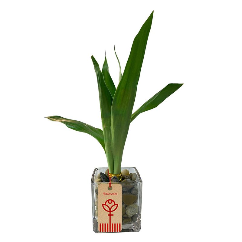 bambu-de-3-varas-en-vidrio-cuadrada