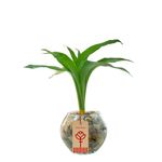 bambu-de-3-varas-en-pecera