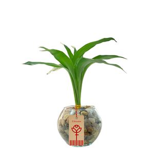 Bambú de 3 Varas en Pecera