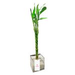 bambu-de-8-varas-con-piedras-blancas