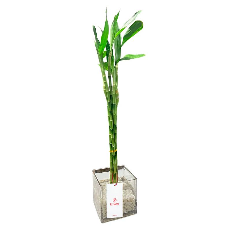 bambu-de-8-varas-con-piedras-blancas
