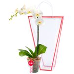 planta-orquidea-phalaenopsis-blanca