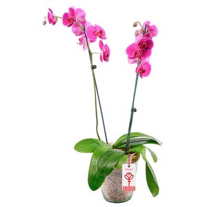 Planta Orquídea Phalaenopsis Fucsias 2 Varas