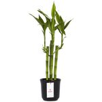 base-ceramica-con-5-varas-de-bambu