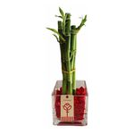 bambu-de-5-varas-con-piedras-rojas
