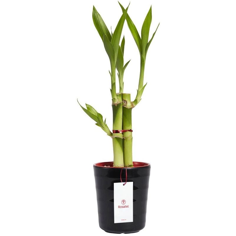 base-ceramica-con-3-varas-de-bambu