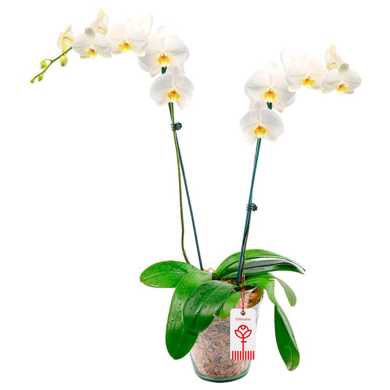 planta-orquidea-phalaenopsis-blancas-2-varas