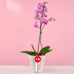 planta-orquidea-phalaenopsis-fucsia-en-base-blanca
