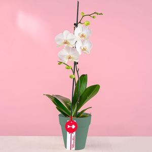 Planta Orquídea Phalaenopsis en Base Verde