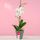 Florerías Perú planta orquídea phalaenosis blanca en base verde Rosatel