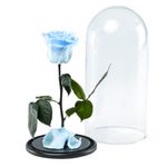 rosa-encantada-celeste