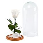 rosa-encantada-blanca