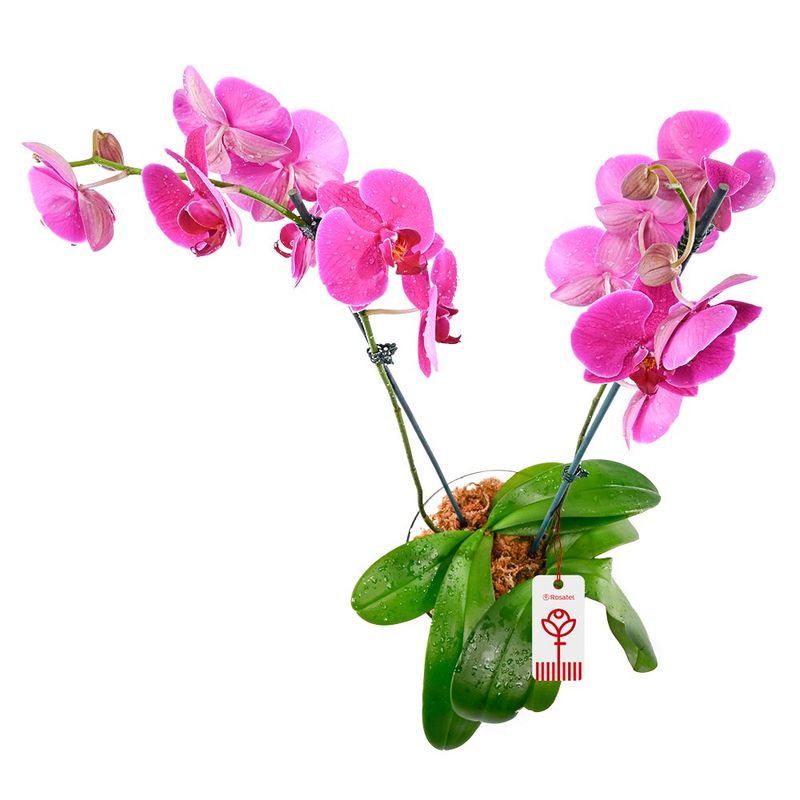 planta-orquidea-phalaenopsis-fucsia-2-varas
