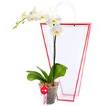 planta-orquidea-phalaenopsis-blanca