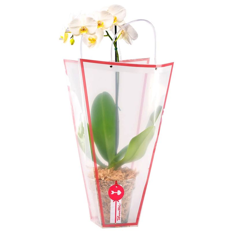 planta-orquidea-phalaenopsis-blanca