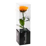 girasol-preservado-en-caja