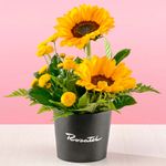 mini-arreglo-girasoles-y-pompos-rosatel