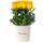 Compra online 25 rosas amarillas en sombrerera crema grande Rosatel
