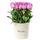 Compra online 25 rosas lilas en sombrerera crema grande Rosatel