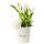 12 Tulipanes blancos en sombrerera crema grande Rosatel