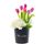 Envío flores 6 tulipanes fucsias hortensias y flores en sombrerera negra mediana Rosatel